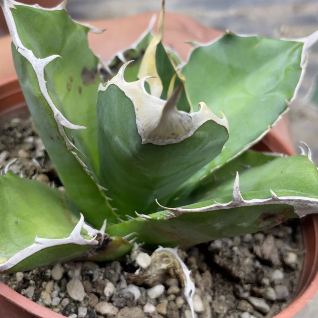 野二23333333333333