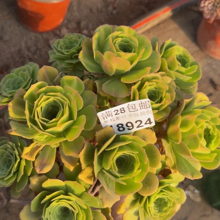 18924琉璃多肉植物