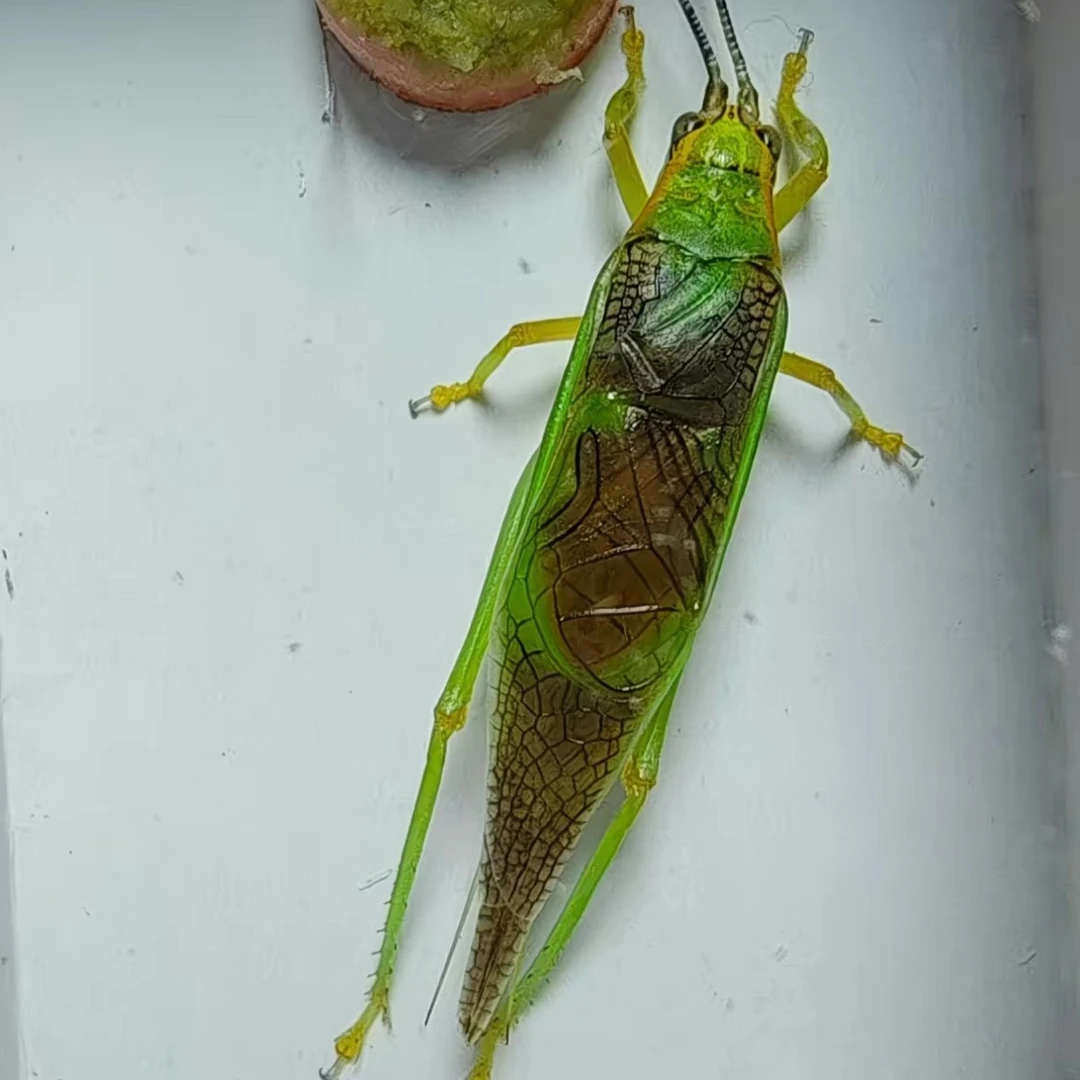 人工霍氏片蟋霍氏片蟋蟋蟀科昆虫拥有四种独特叫声的爬虫