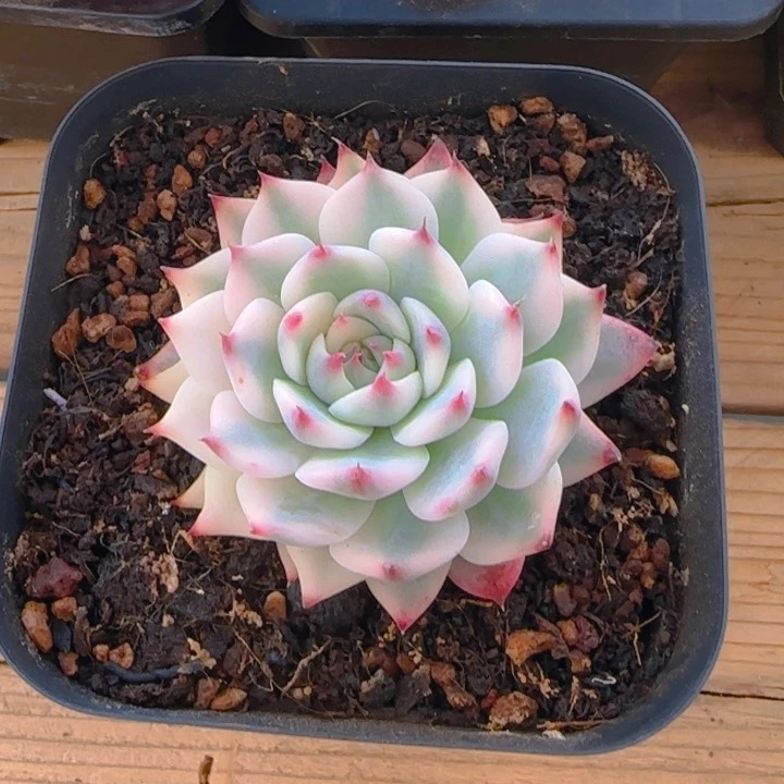 吉娃娃锦多肉植物好看