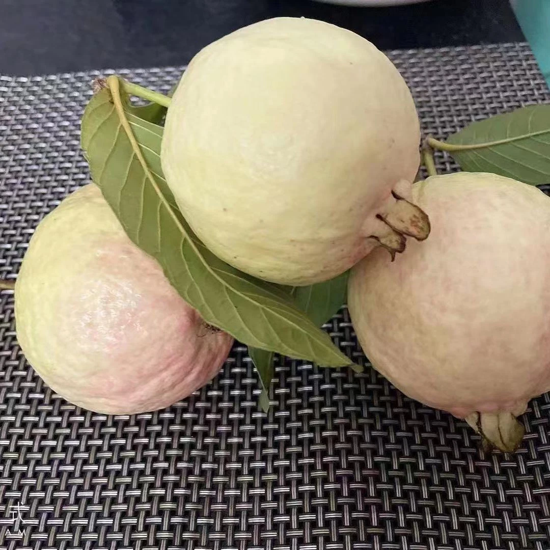 【雪心】胭脂红芭乐番石榴白心广州增城鸡屎果口感清甜树熟