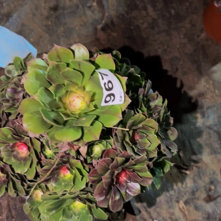 967花月夜多肉植物不售后季节锦