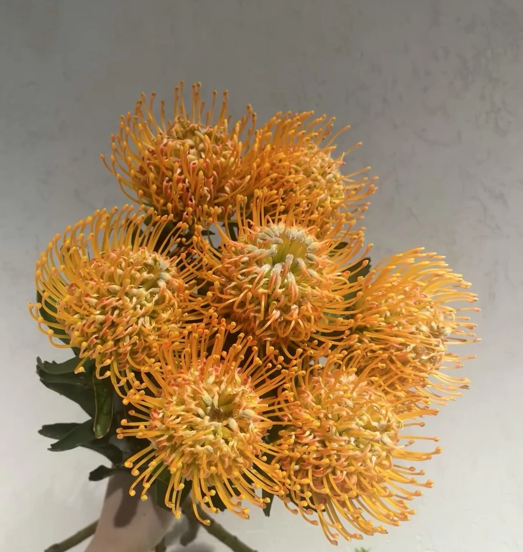 橙色针垫一支 南非花材云南本地种植 可以做干花花期特别长