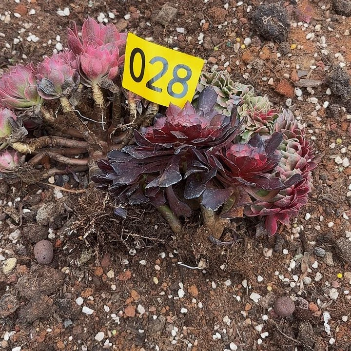 为**醉多肉植物福利028