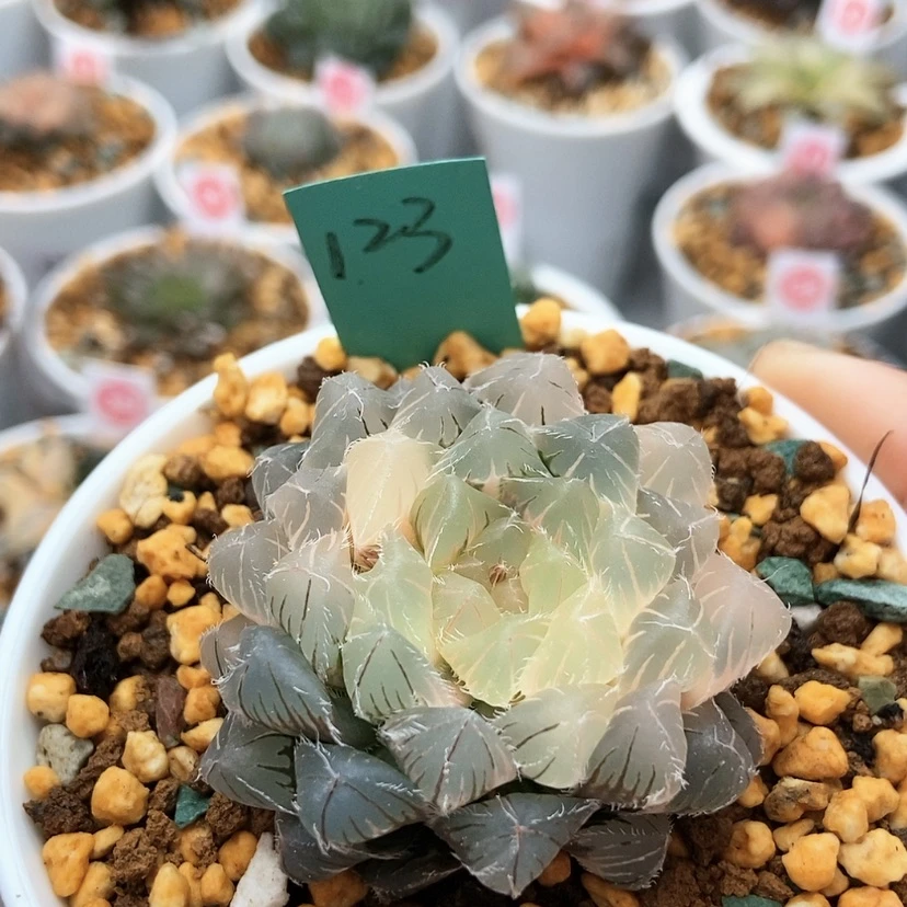 【闪购商品】123蓝镜锦