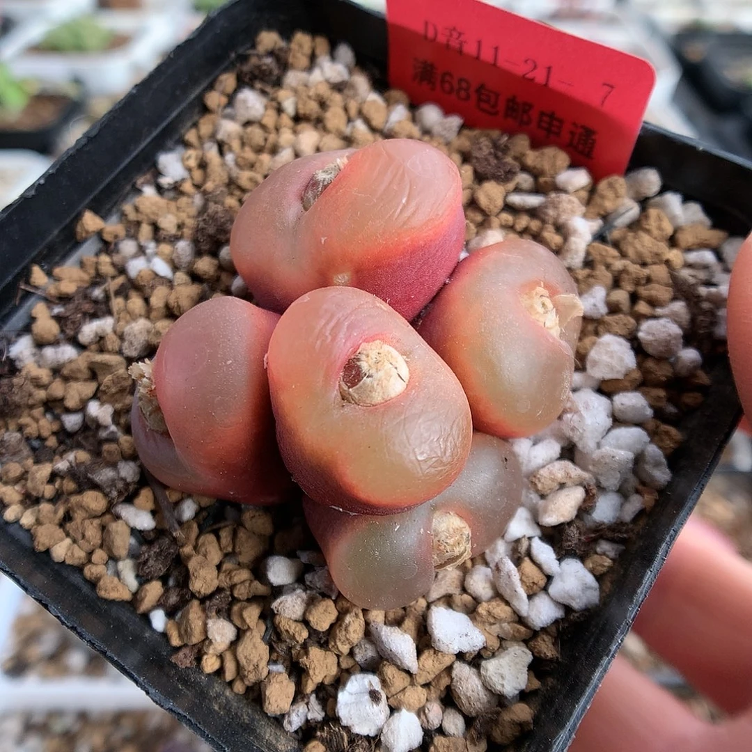 11-21-7 毛汉尼一群