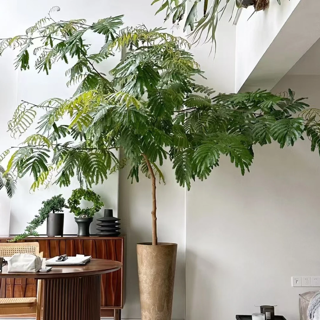 密叶猴耳环，{直播间专用}，一物一拍，不换盆包，一个月售后。