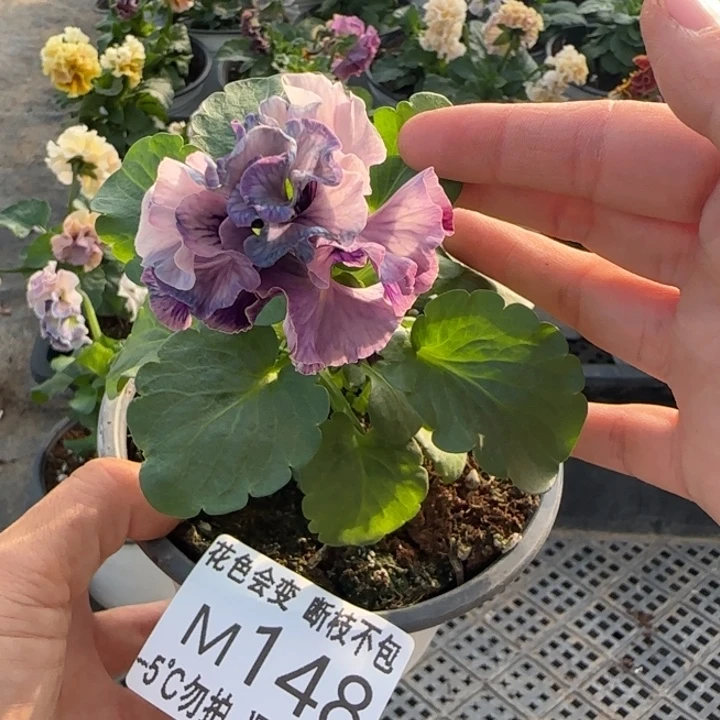 ****a无花朵M148角堇小苗一物一拍默认苗晃