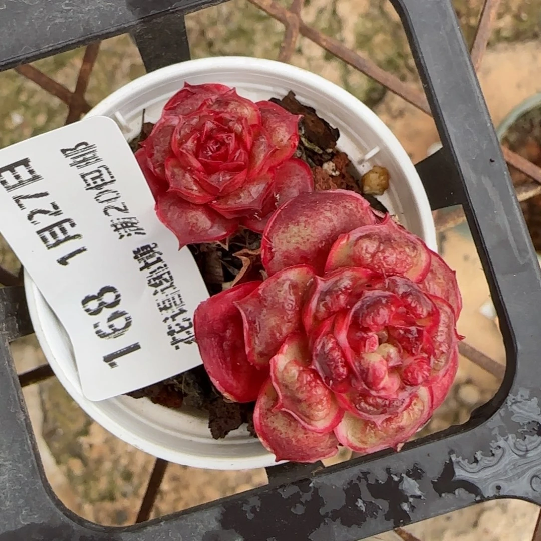 花语逸镜0127-168