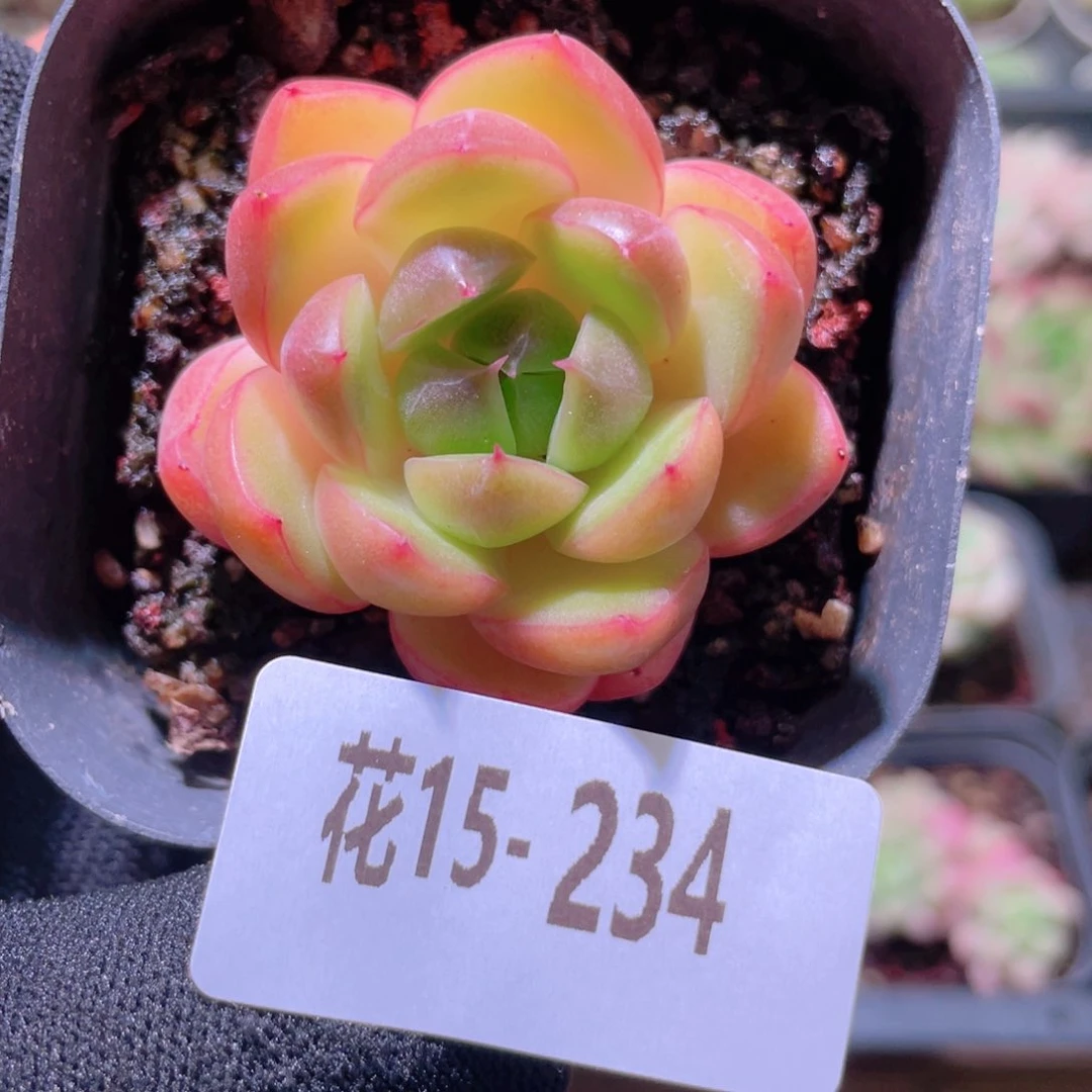 花利美15-234皮埃拉珍妮