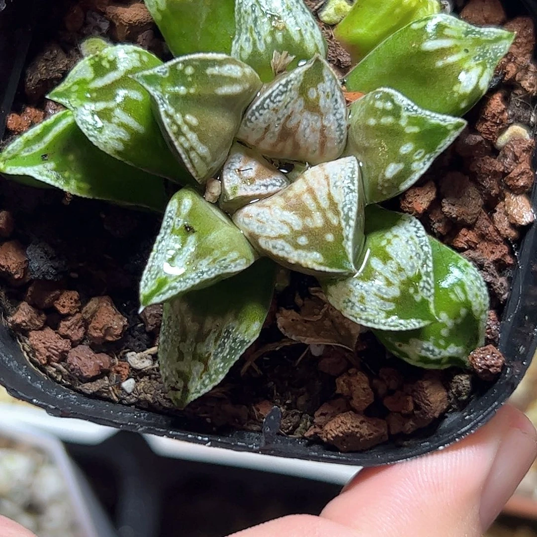 铜雀台十二卷多肉植物