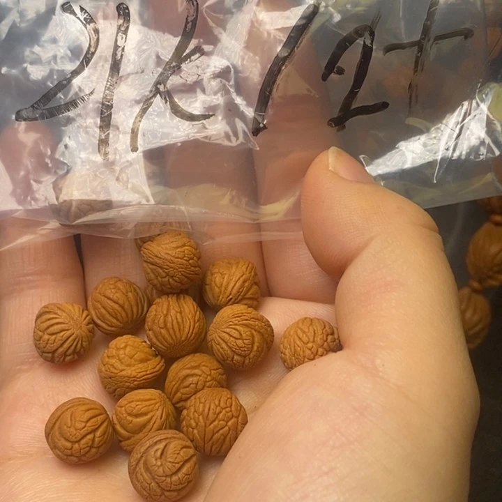 桃核吊坠秦岭山野生桃核