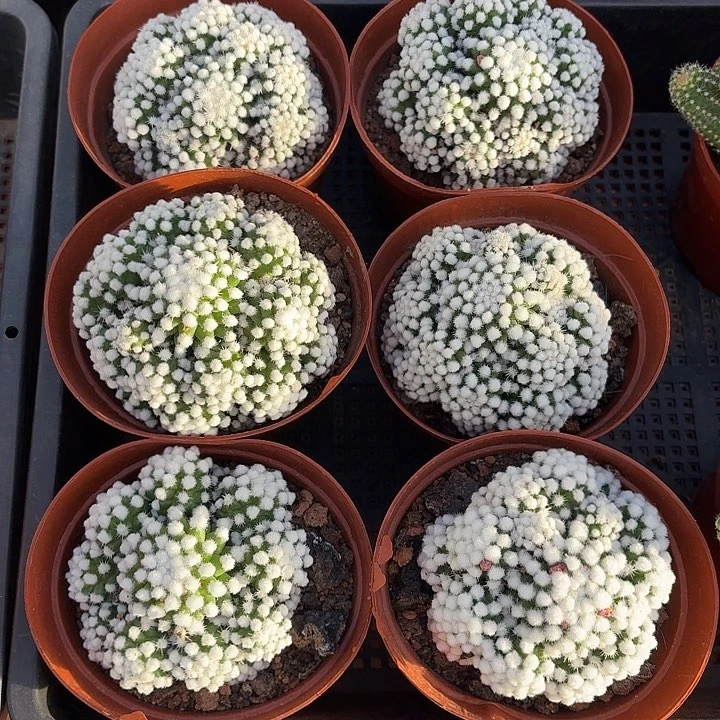 明日香姬仙人球123