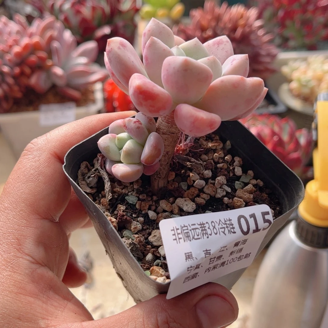 015花瓣鹿德华多肉
