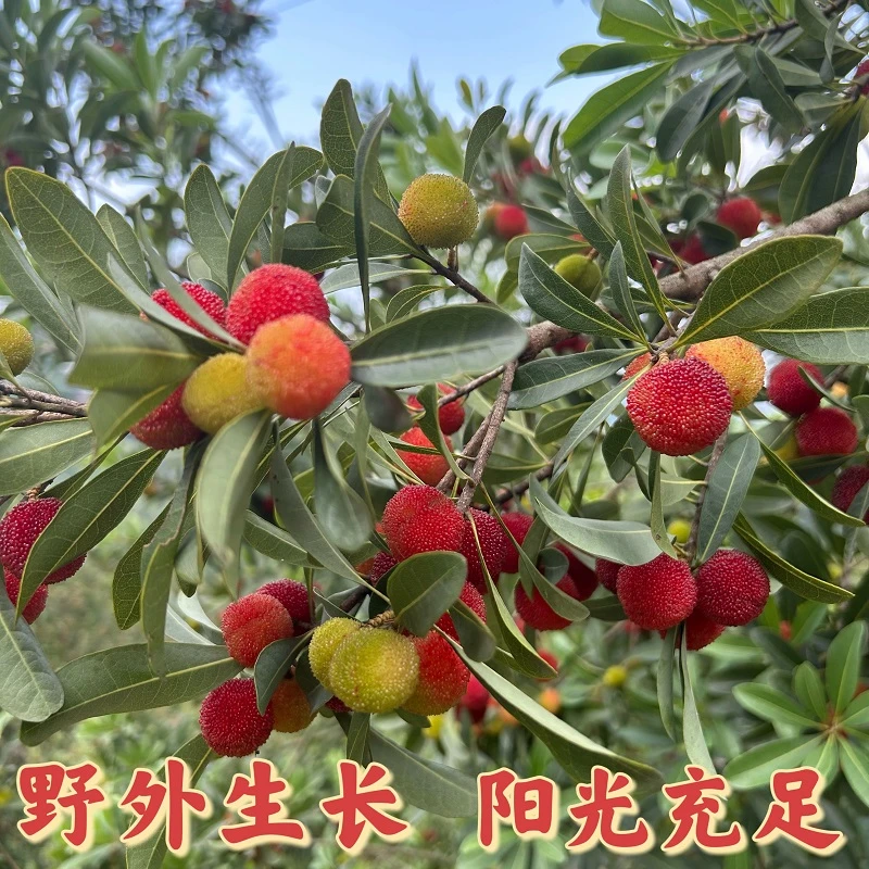 贵州高山野青红杨梅生新鲜采摘泡酒专用青红小杨梅孕妇当季酸水果