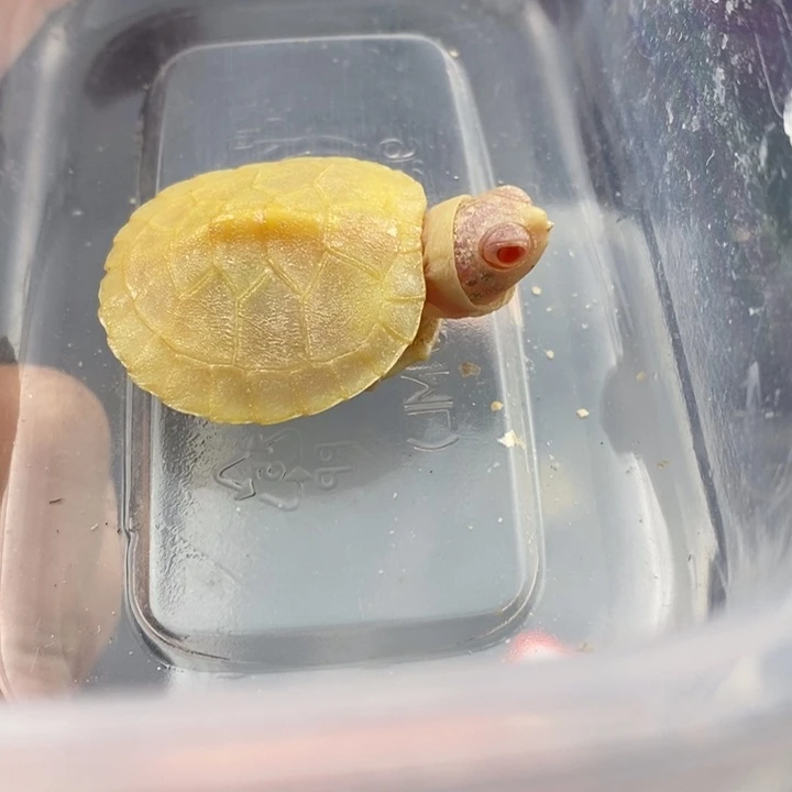 巴西彩龟母66666666