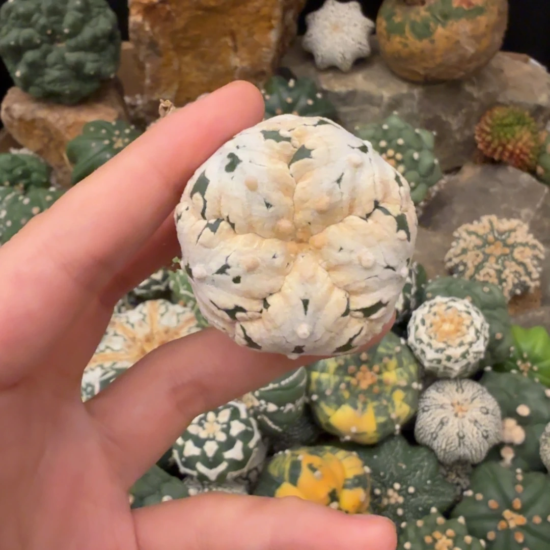 五棱浓白v有裂哈哈哈