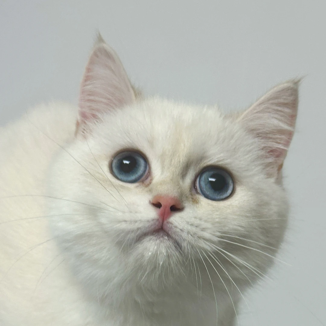 来了姊妹-蓝金点英短猫-弟弟-YZ-09