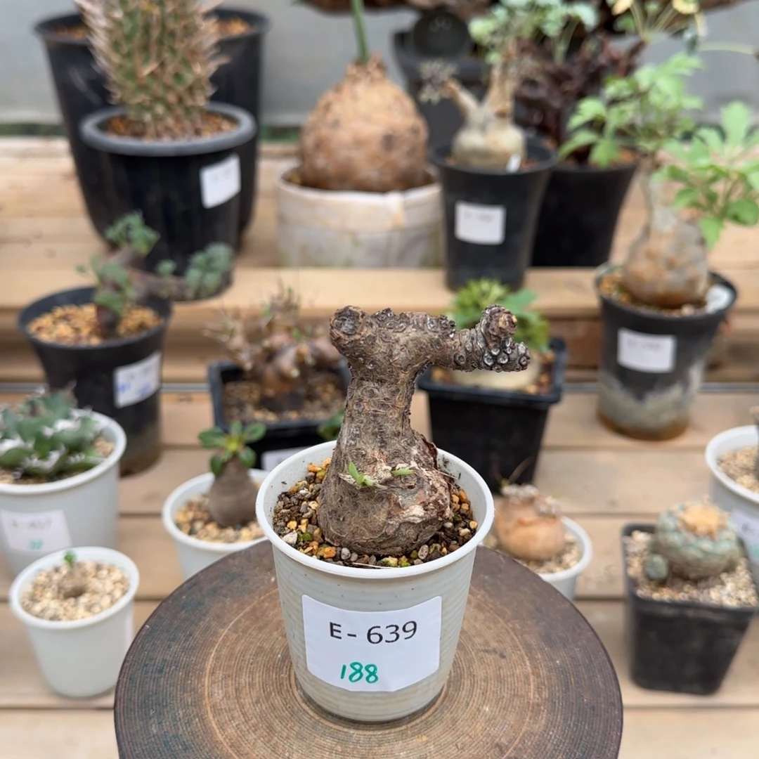 639白象奇峰锦块根植物
