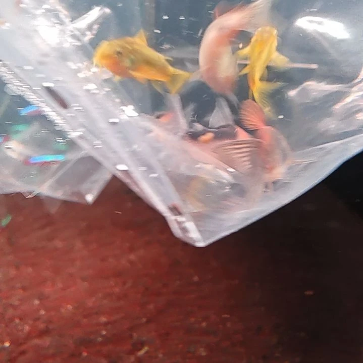 海水黄体金线金2只 黑金2只 青鼠2   尺寸3cn顺丰