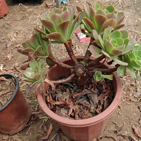 香炉盆法师加急41