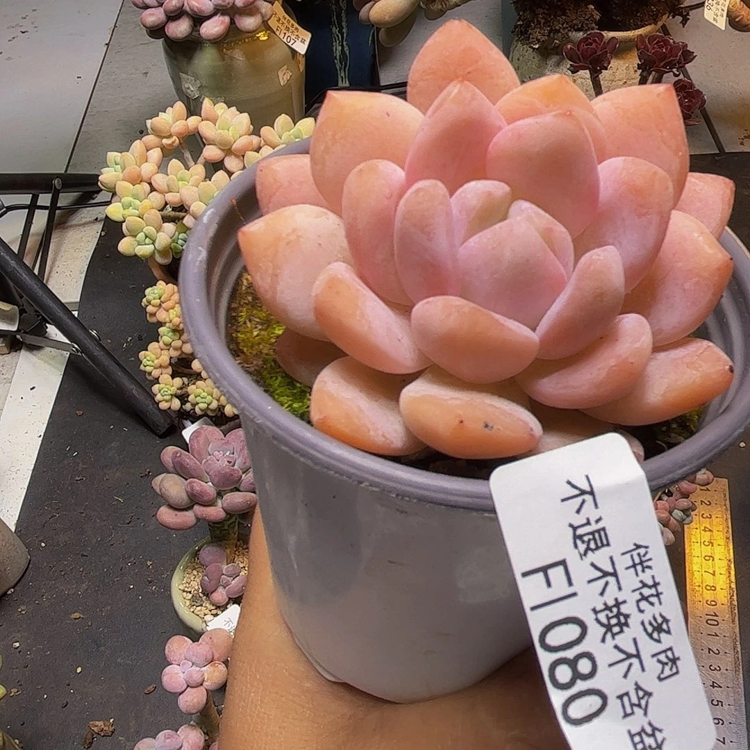 雪天使080/6cm多肉