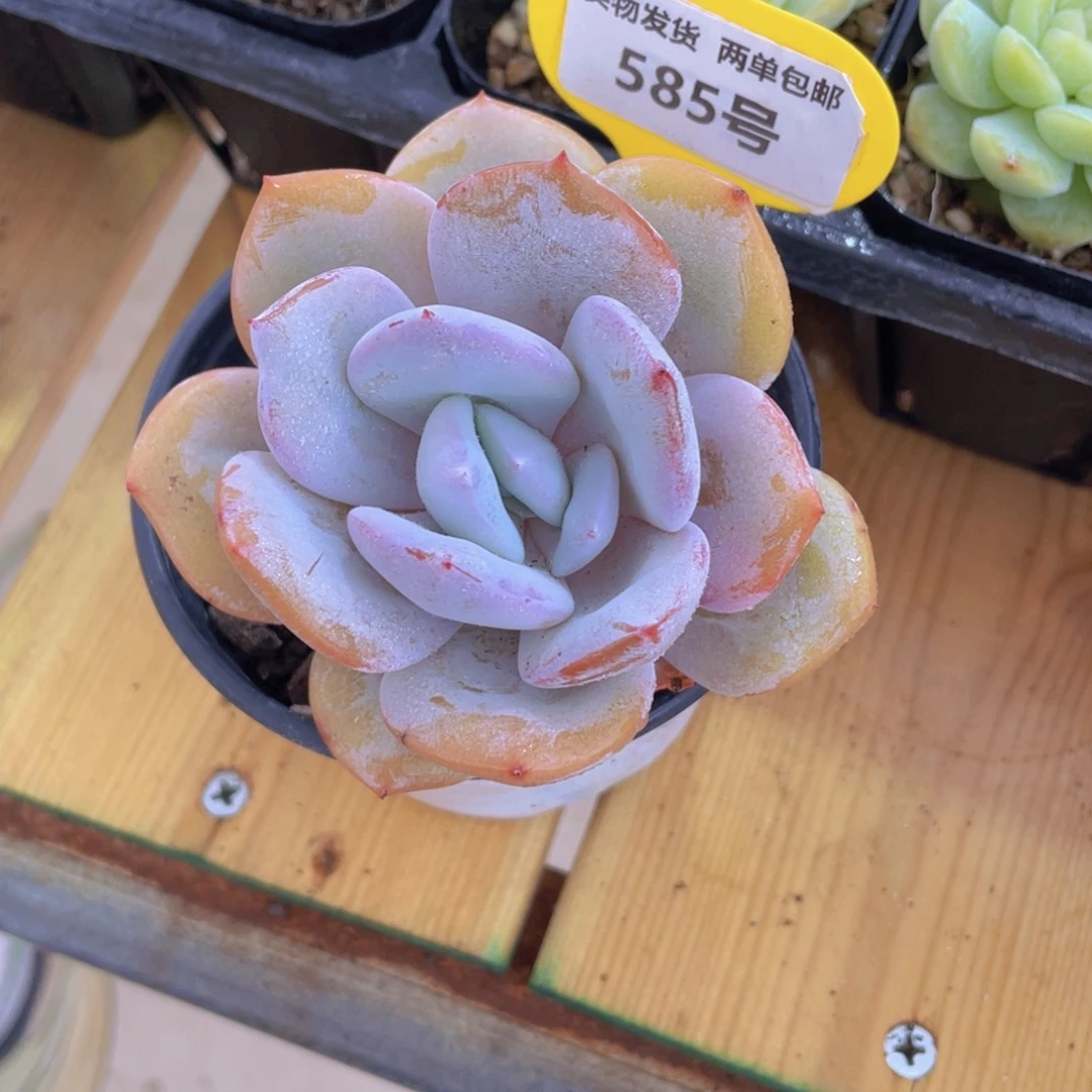 585号 老桩飘枝韩货奶茶 捡漏