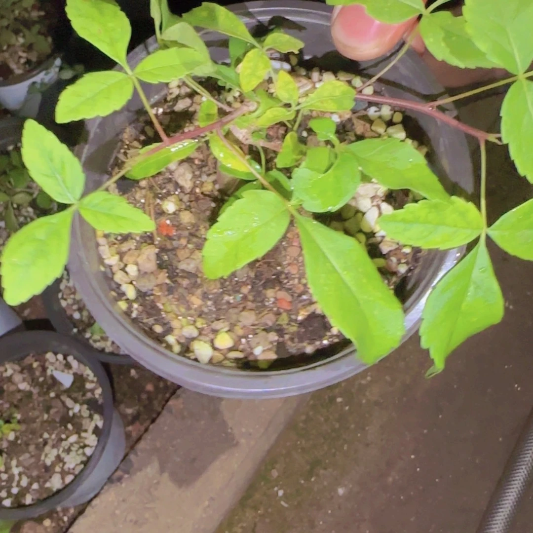 时***心块根植物块根植物
