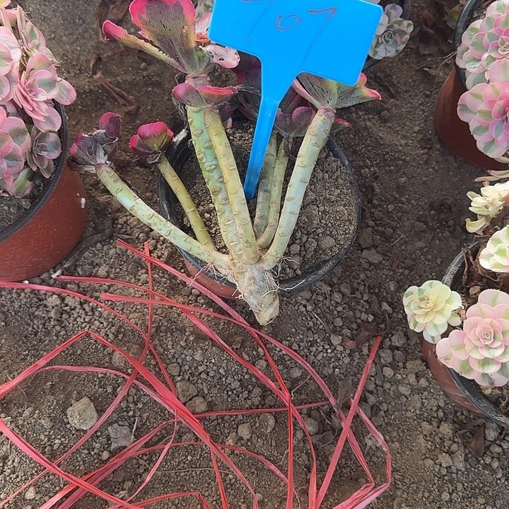 在***心707魅影多少哦哦哦哦哦