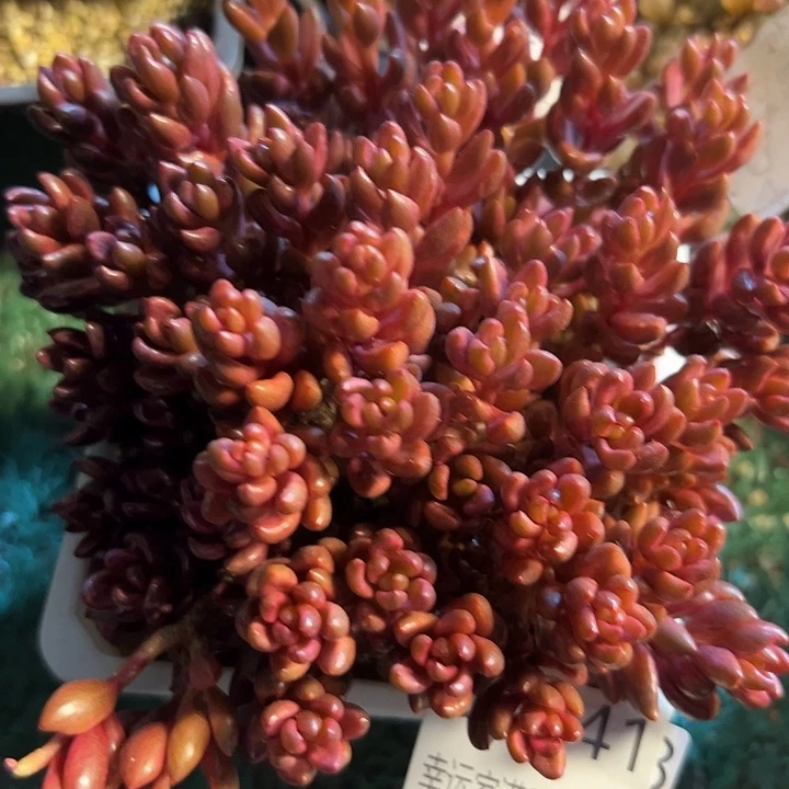 幸运儿的一个小秘密就是