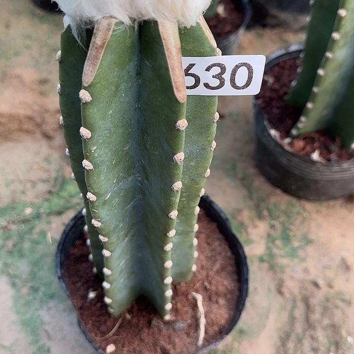 无花朵嫁接老乐缀630