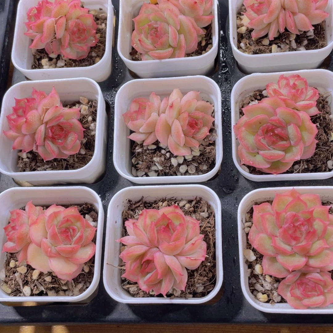 1490号 精品全状态水晶虾饺一颗