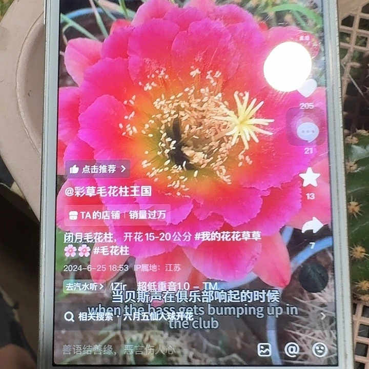 闭月侧芽5公分毛花柱仙人球