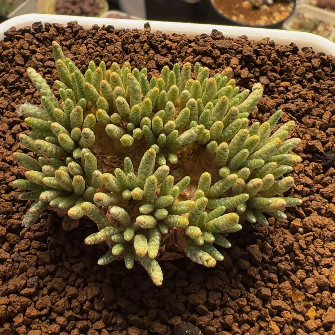 175多肉植物种类多样