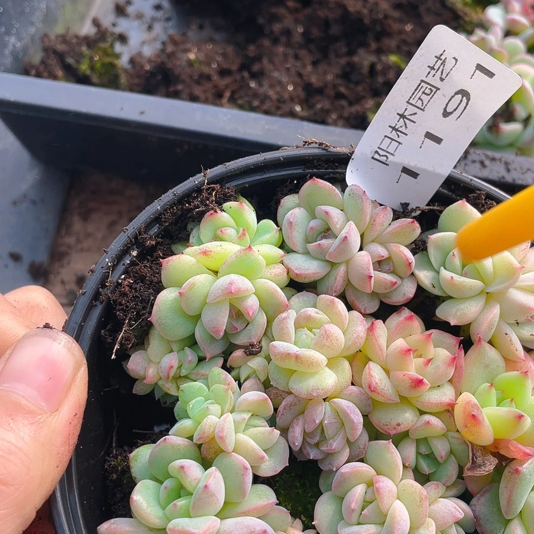 多肉植物多肉植物1191