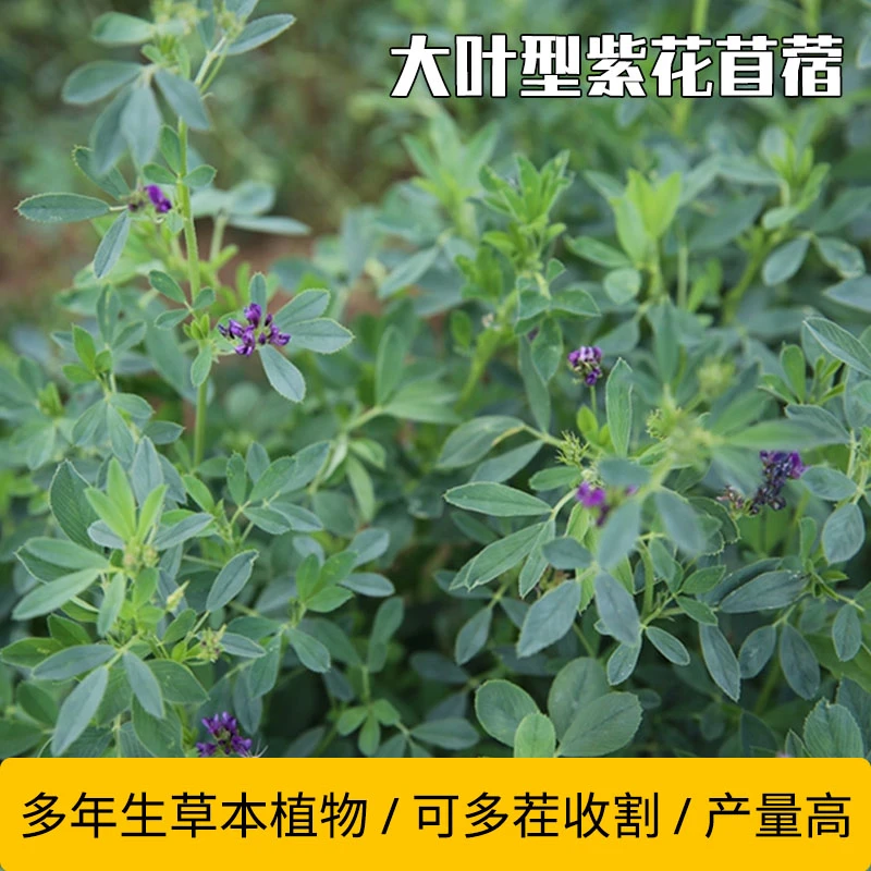 进口三得利大叶型紫花苜蓿紫云英种子多年生刘哥牧草种子草籽
