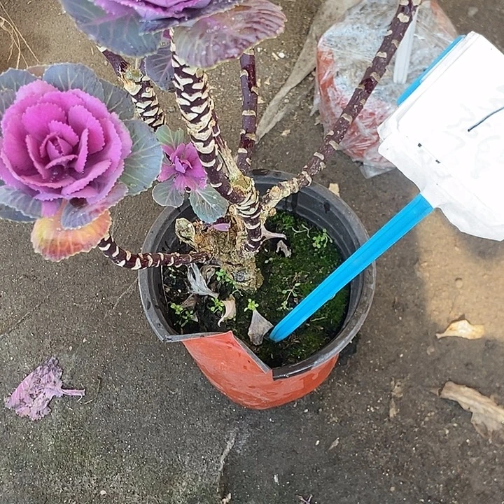 羽衣甘蓝1号不包售后杆子有瑕疵