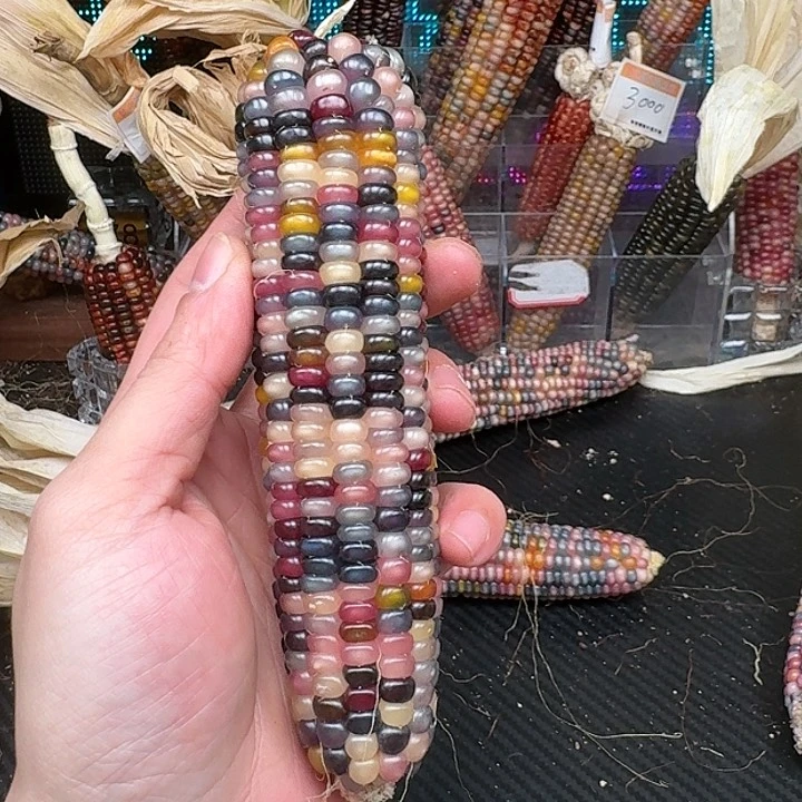 柏香籽/百香籽吊坠星***儿