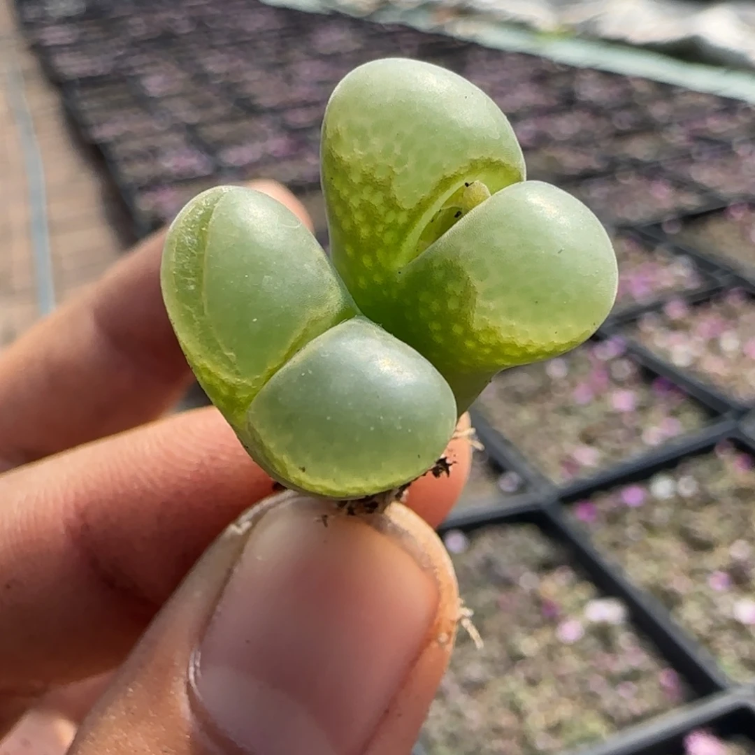双头绿风铃系列福利风铃