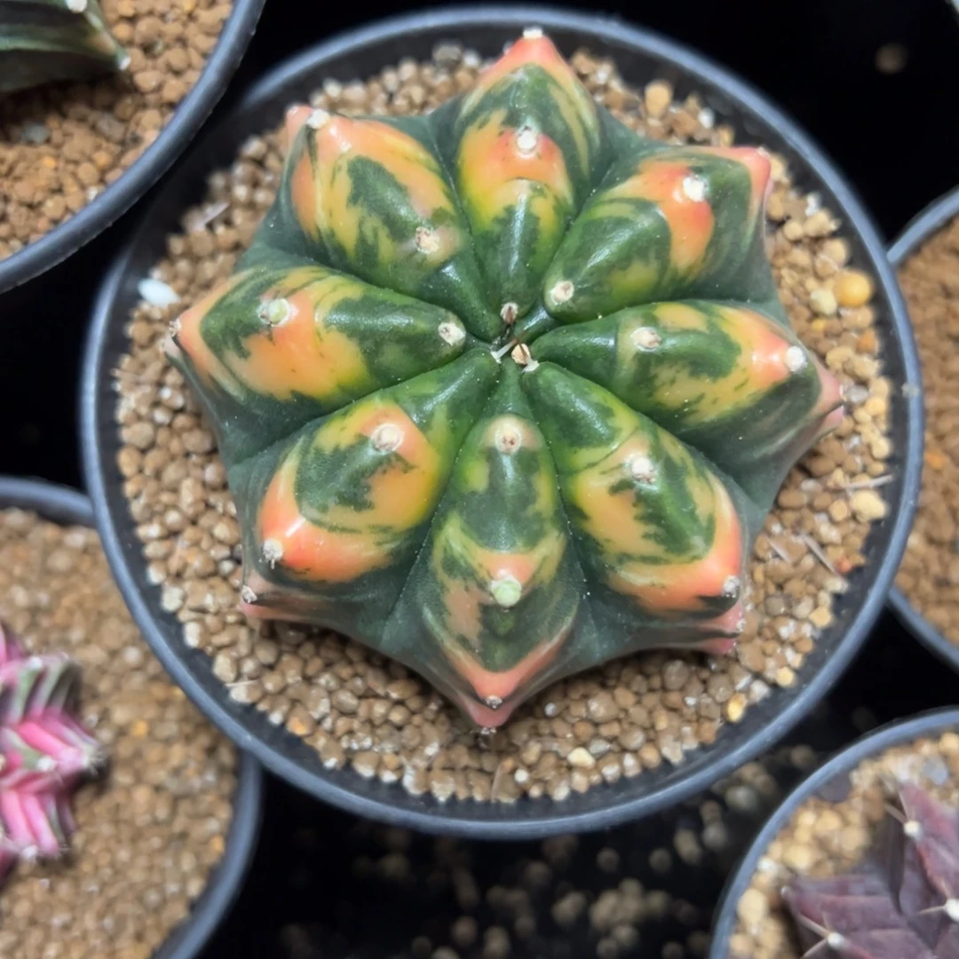 实生虎斑带盆土发货