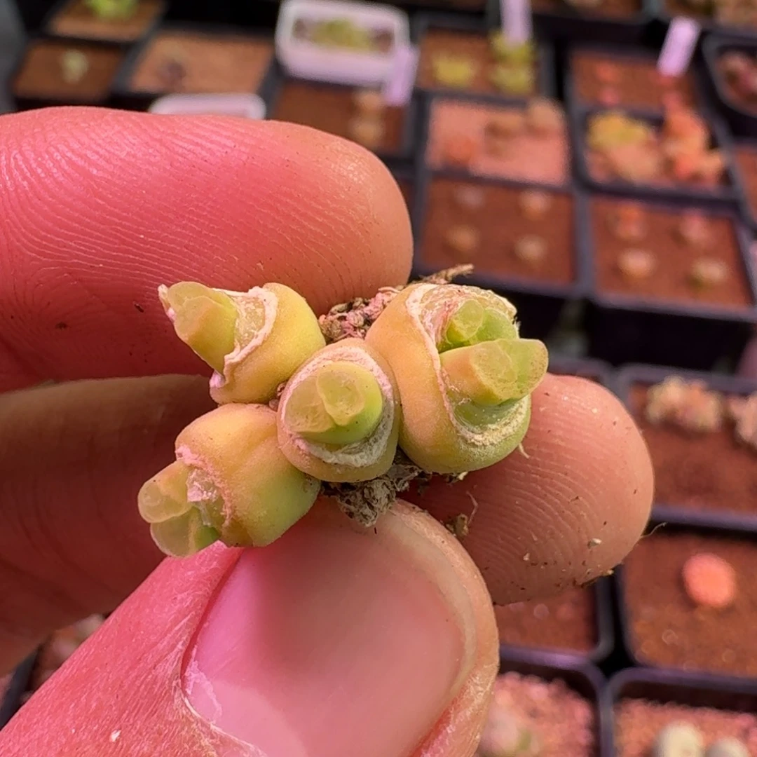 云缦精品番杏14.8粉绒窗