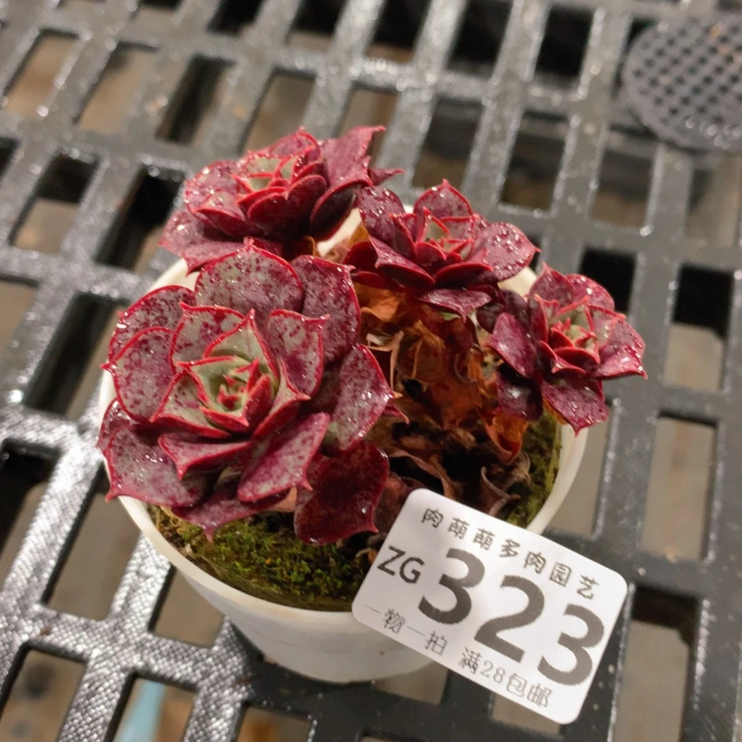 肉萌萌拇指盆精控多肉ZG323