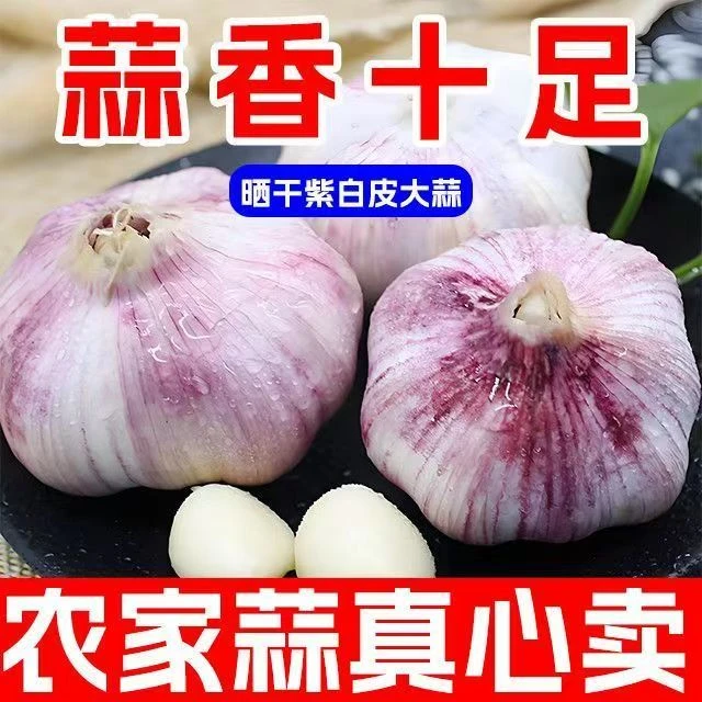 大蒜新鲜2024年干蒜新蒜河南大蒜紫白皮自种优质大蒜头批发A