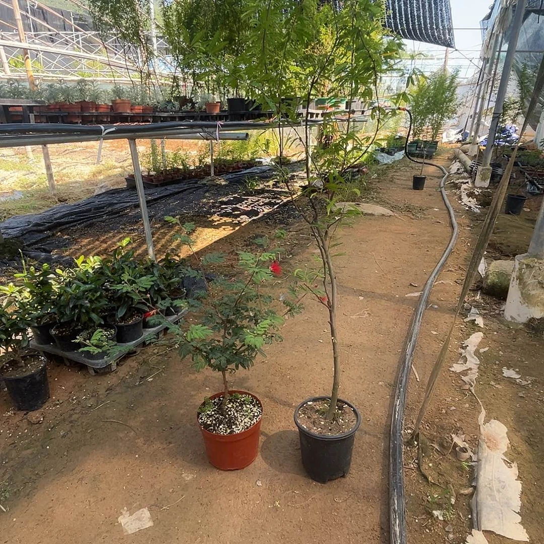 人***梦当前无花栽培后可以开花