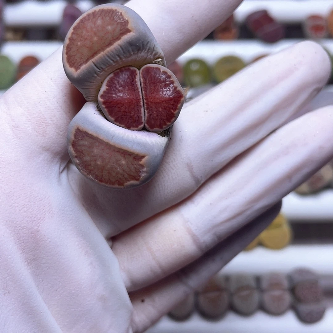 钰*媛496 好看……………………………………