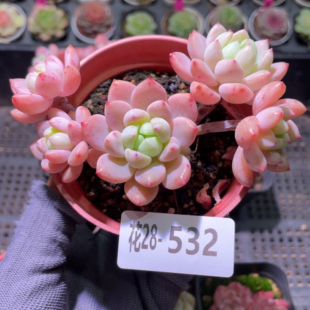 花利美28-532洛丽塔