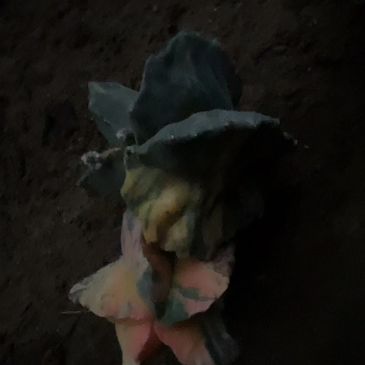 完全开放鸾凤玉2