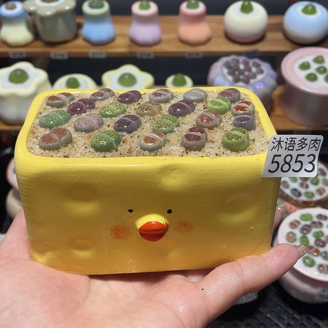带盆土植物 一物一拍5853