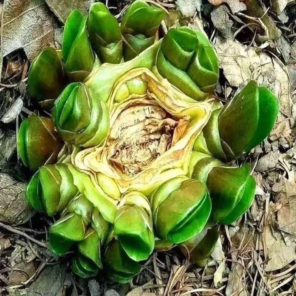 君子兰多头兰连体君子兰群生群兰 君子兰大苗老桩名贵花长条裙兰