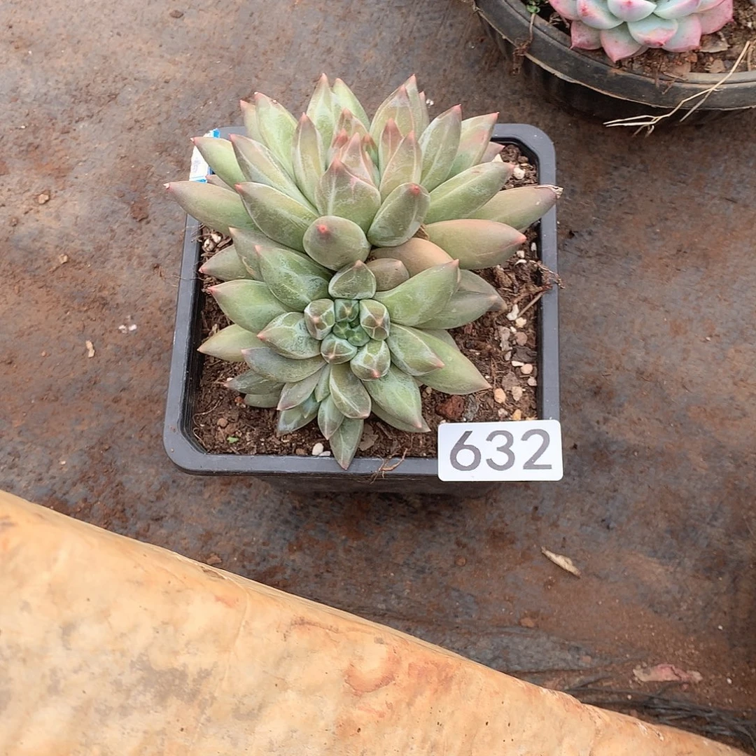 632重楼 一物一拍多肉